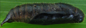 Pupae Side of Banded Grass-skipper - Toxidia parvulus